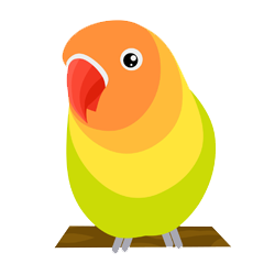 Abyssinian Love Bird